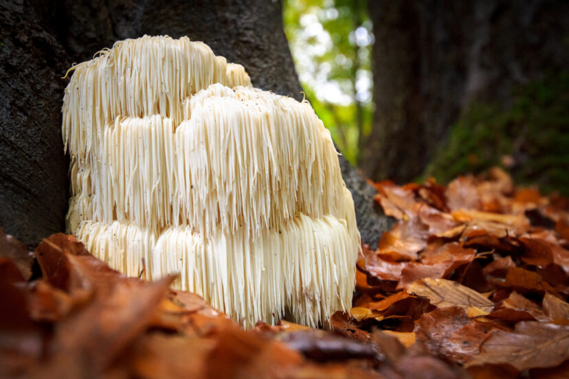 mushroom nootropics